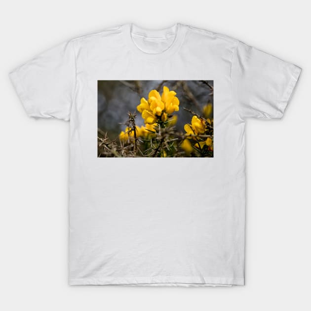 Yellow Gorse after a spring shower T-Shirt by Violaman